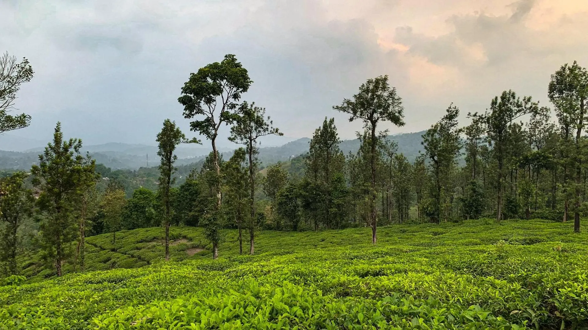 Vythiri Gold Resort Wayanad 0*,