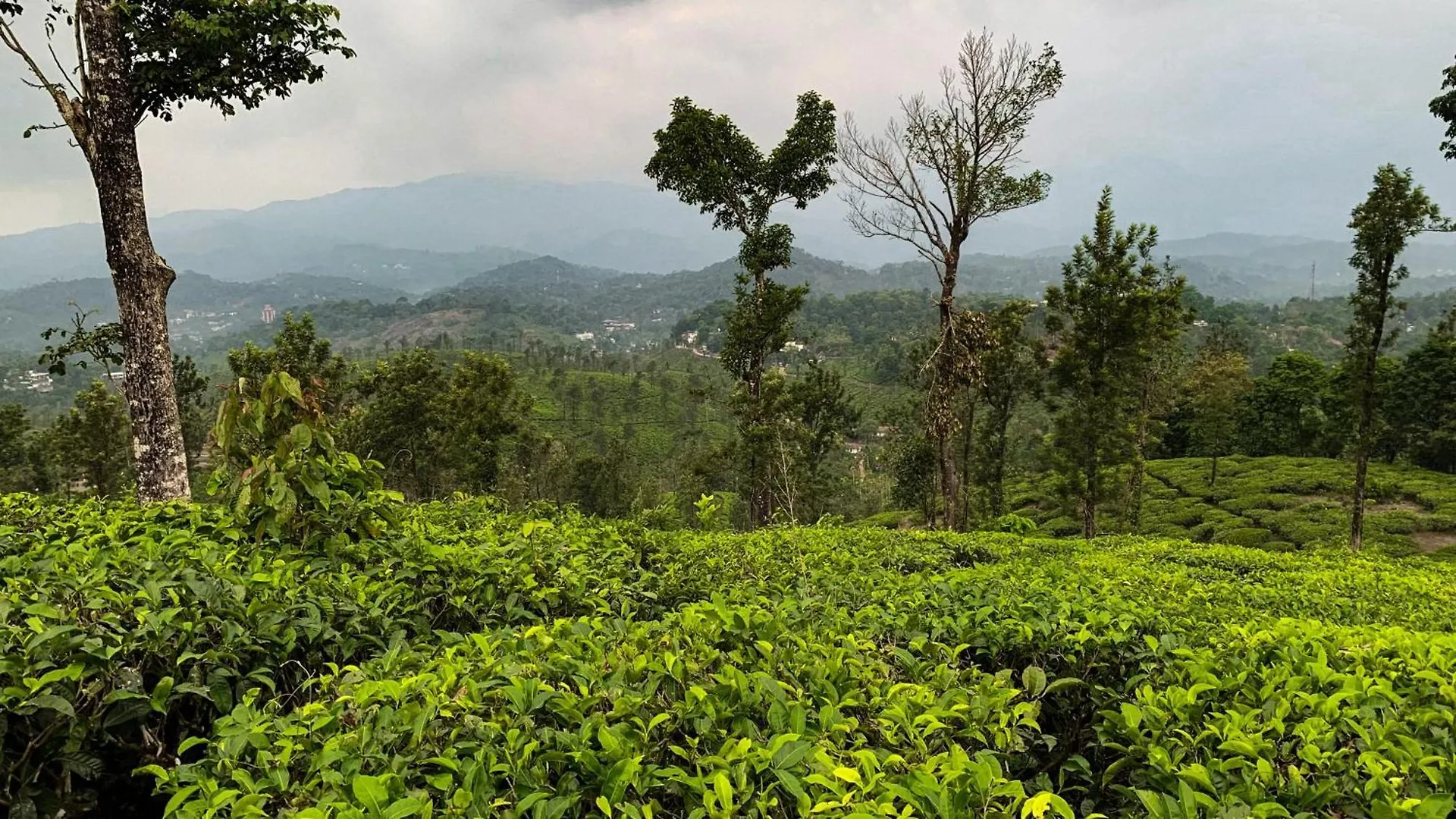 Vythiri Gold Resort Wayanad
